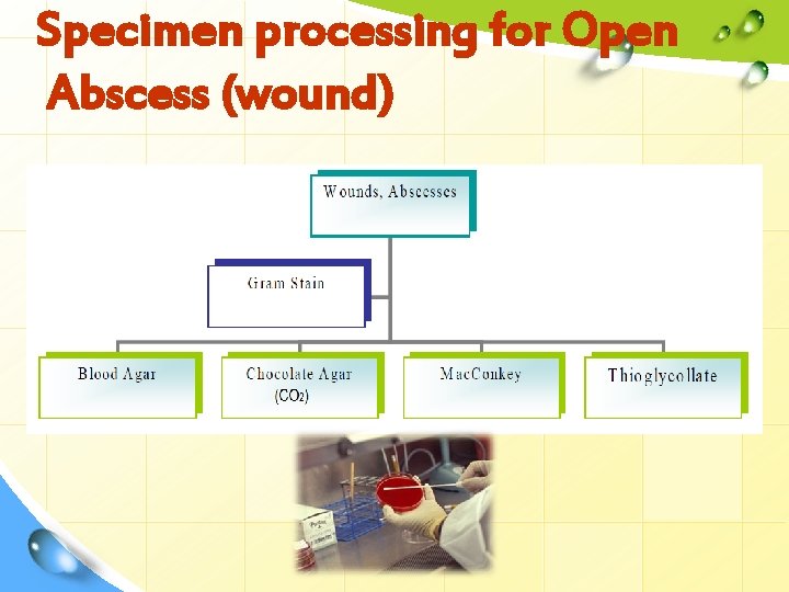 Specimen processing for Open Abscess (wound) 