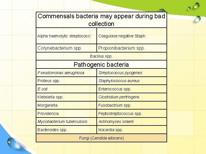 Commensals bacteria may appear during bad collection Alpha haemolytic streptococci Coagulase negative Staph. Corynebacterium