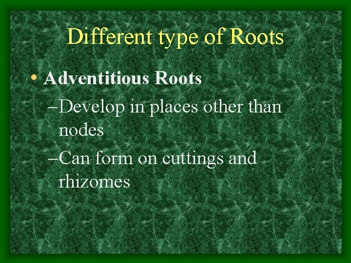 Different type of Roots • Adventitious Roots – Develop in places other than nodes
