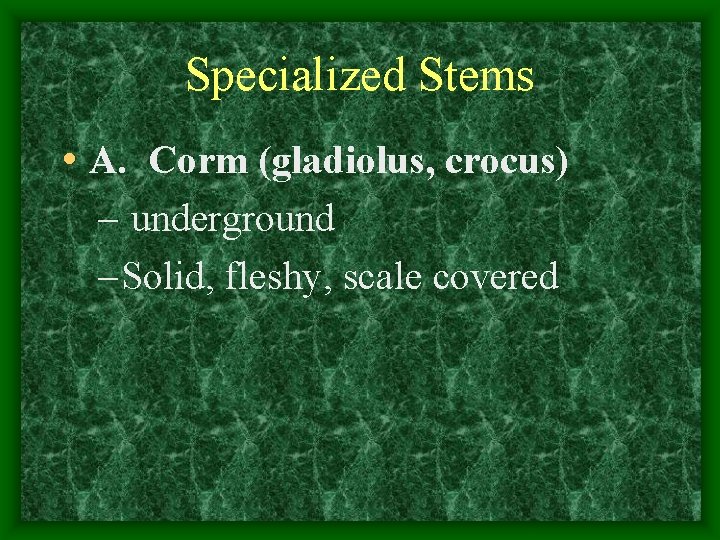Specialized Stems • A. Corm (gladiolus, crocus) – underground – Solid, fleshy, scale covered