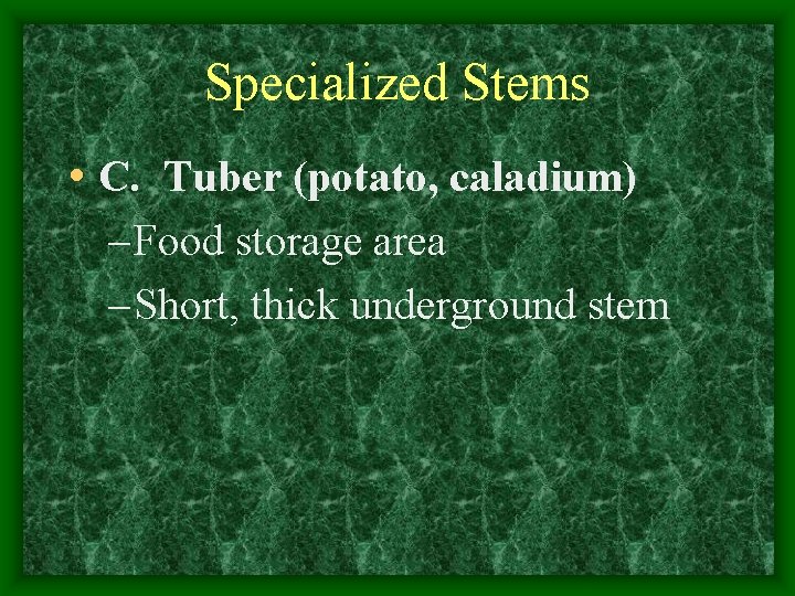 Specialized Stems • C. Tuber (potato, caladium) – Food storage area – Short, thick