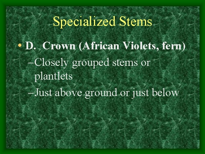 Specialized Stems • D. Crown (African Violets, fern) – Closely grouped stems or plantlets