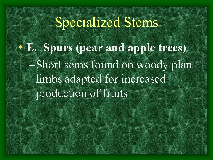 Specialized Stems • E. Spurs (pear and apple trees) – Short sems found on