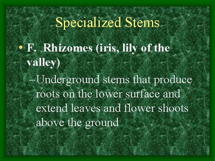 Specialized Stems • F. Rhizomes (iris, lily of the valley) – Underground stems that