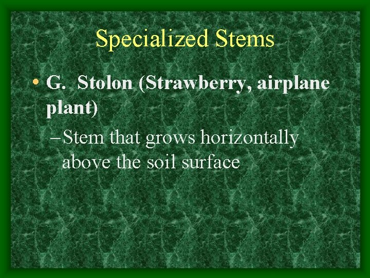 Specialized Stems • G. Stolon (Strawberry, airplane plant) – Stem that grows horizontally above