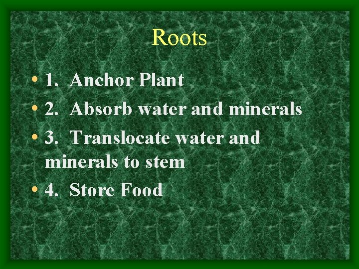 Roots • 1. Anchor Plant • 2. Absorb water and minerals • 3. Translocate