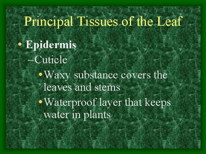 Principal Tissues of the Leaf • Epidermis – Cuticle • Waxy substance covers the