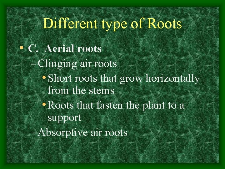 Different type of Roots • C. Aerial roots – Clinging air roots • Short