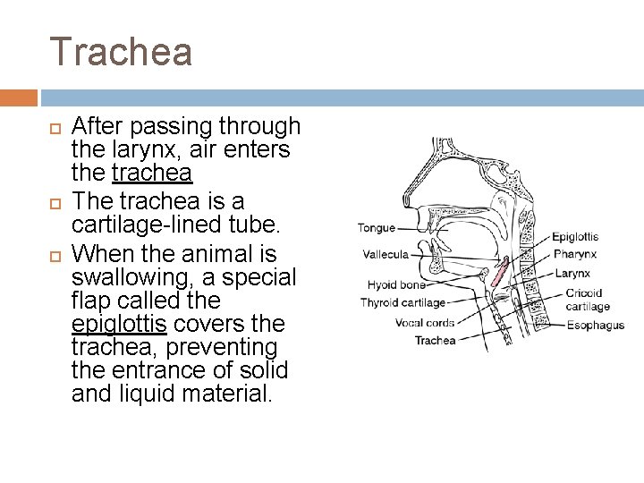 Trachea After passing through the larynx, air enters the trachea The trachea is a
