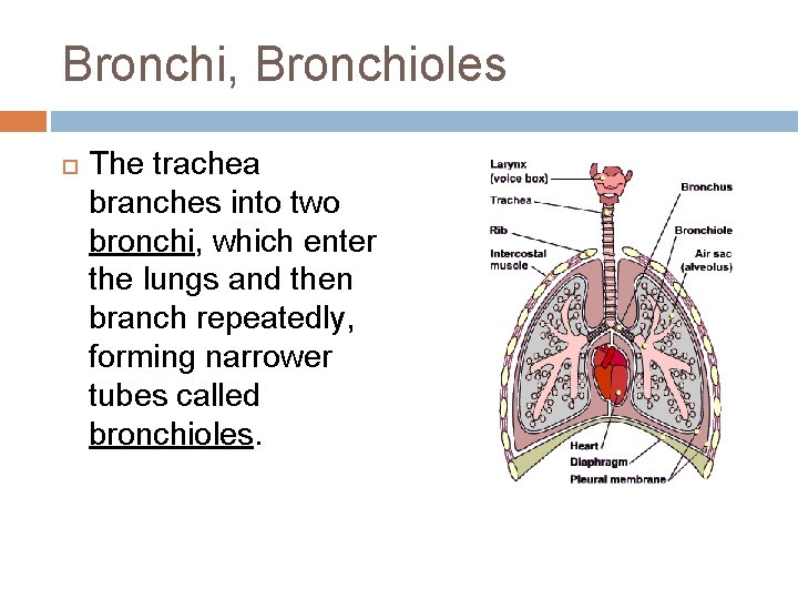 Bronchi, Bronchioles The trachea branches into two bronchi, which enter the lungs and then