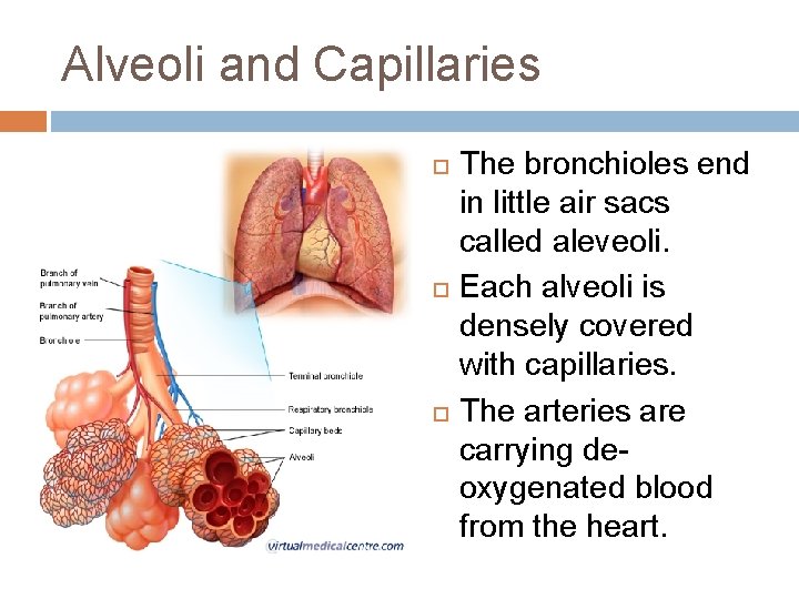 Alveoli and Capillaries The bronchioles end in little air sacs called aleveoli. Each alveoli