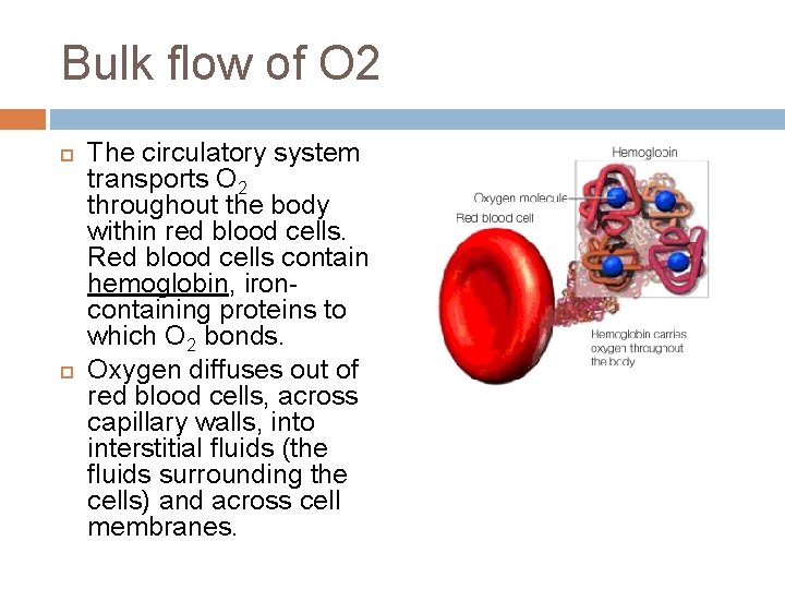 Bulk flow of O 2 The circulatory system transports O 2 throughout the body