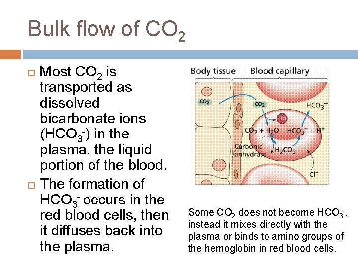 Bulk flow of CO 2 Most CO 2 is transported as dissolved bicarbonate ions