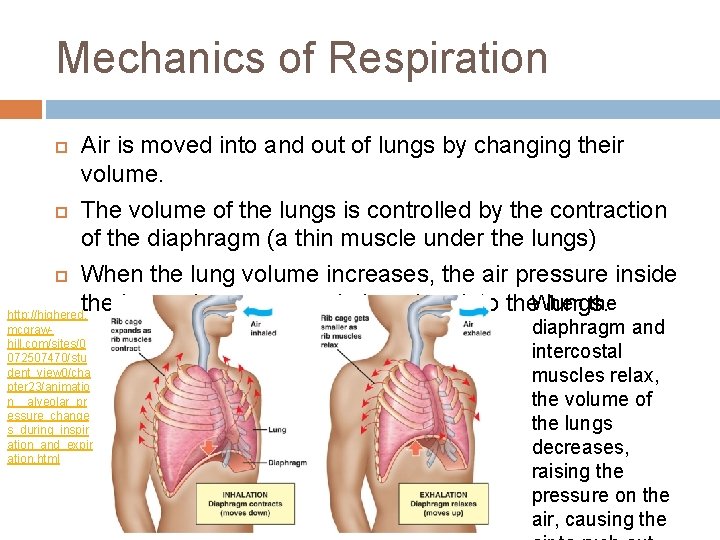 Mechanics of Respiration Air is moved into and out of lungs by changing their