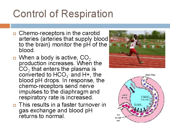 Control of Respiration Chemo-receptors in the carotid arteries (arteries that supply blood to the
