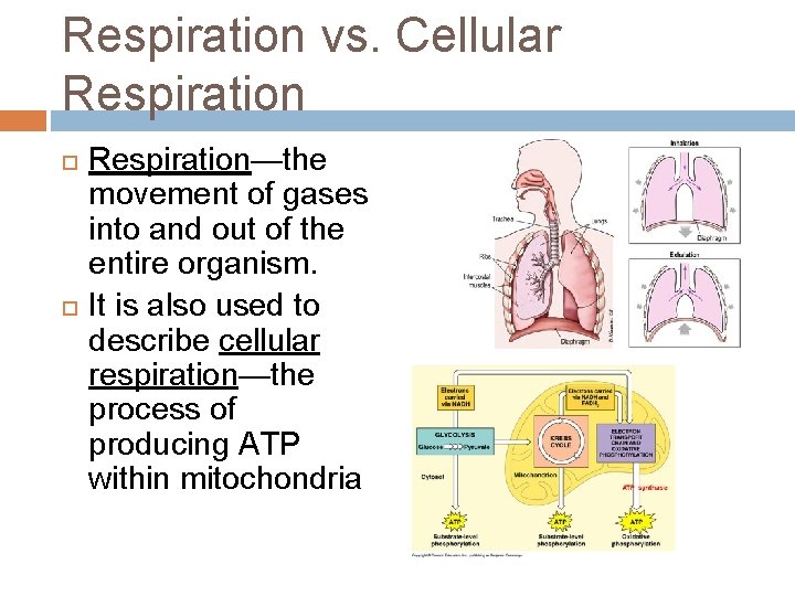 Respiration vs. Cellular Respiration—the movement of gases into and out of the entire organism.