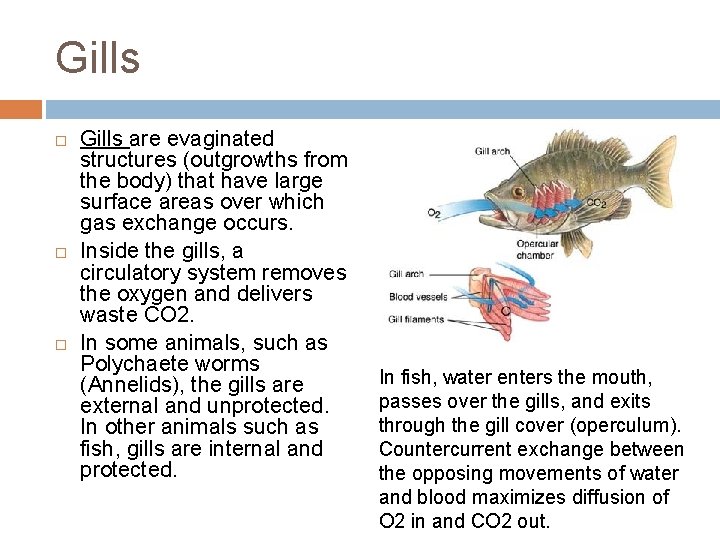 Gills Gills are evaginated structures (outgrowths from the body) that have large surface areas