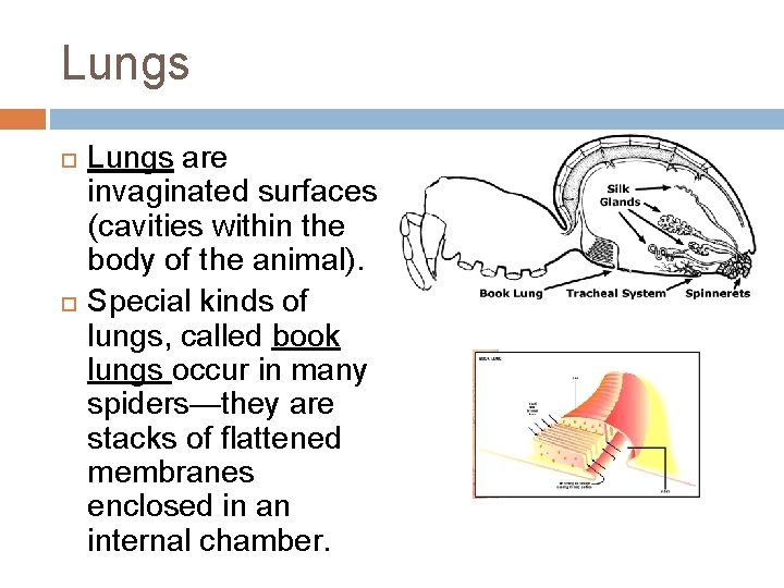 Lungs are invaginated surfaces (cavities within the body of the animal). Special kinds of