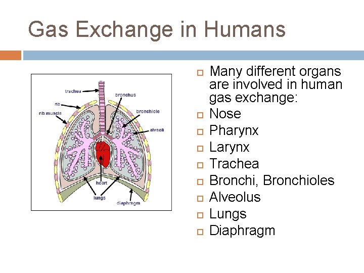 Gas Exchange in Humans Many different organs are involved in human gas exchange: Nose