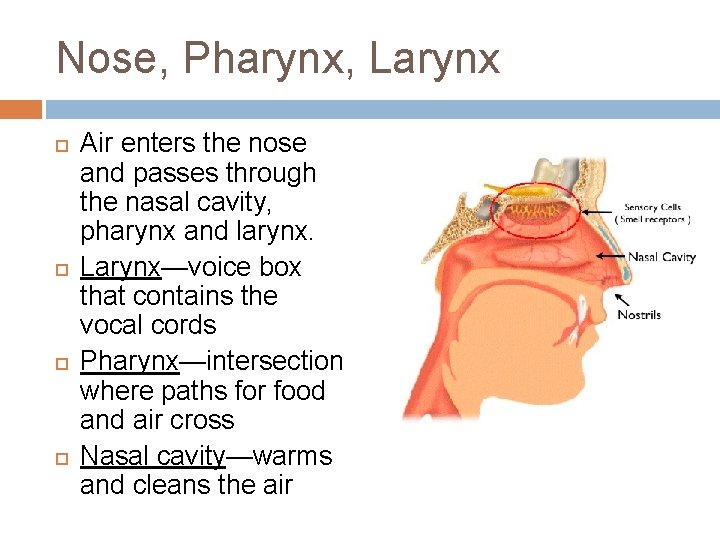 Nose, Pharynx, Larynx Air enters the nose and passes through the nasal cavity, pharynx