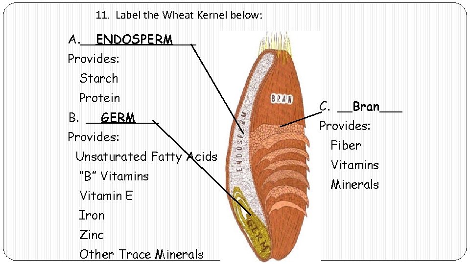 11. Label the Wheat Kernel below: A. __ENDOSPERM___ Provides: Starch Protein B. __GERM___ Provides: