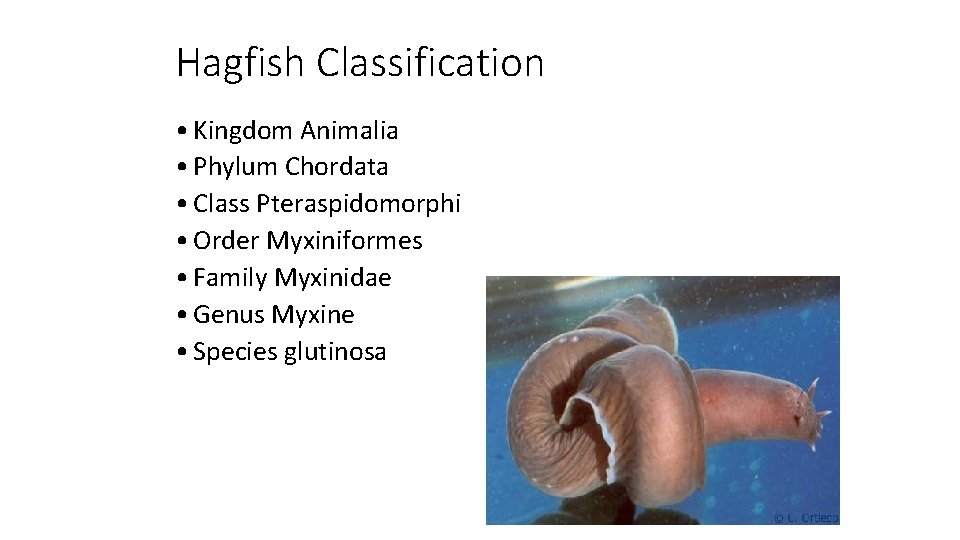 Hagfish Classification • Kingdom Animalia • Phylum Chordata • Class Pteraspidomorphi • Order Myxiniformes