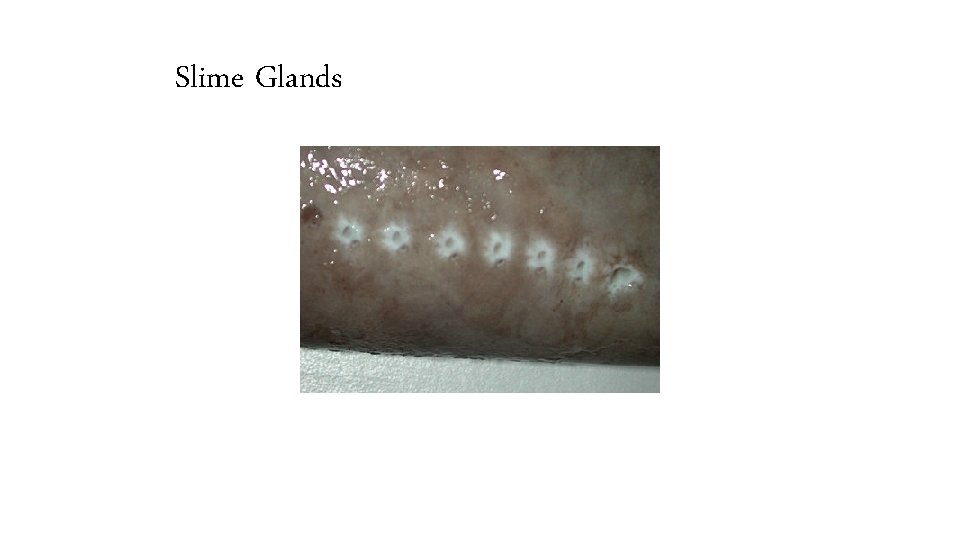 Slime Glands 