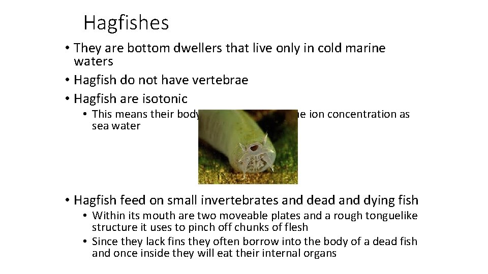 Hagfishes • They are bottom dwellers that live only in cold marine waters •