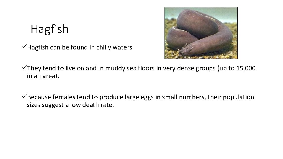 Hagfish üHagfish can be found in chilly waters üThey tend to live on and