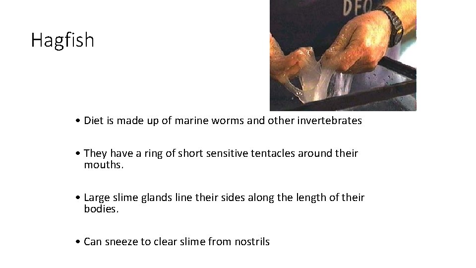 Hagfish • Diet is made up of marine worms and other invertebrates • They