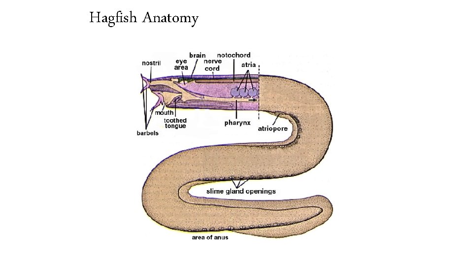 Hagfish Anatomy 