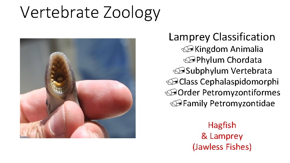 Vertebrate Zoology Lamprey Classification /Kingdom Animalia /Phylum Chordata /Subphylum Vertebrata /Class Cephalaspidomorphi /Order Petromyzontiformes