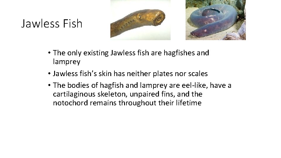 Jawless Fish • The only existing Jawless fish are hagfishes and lamprey • Jawless