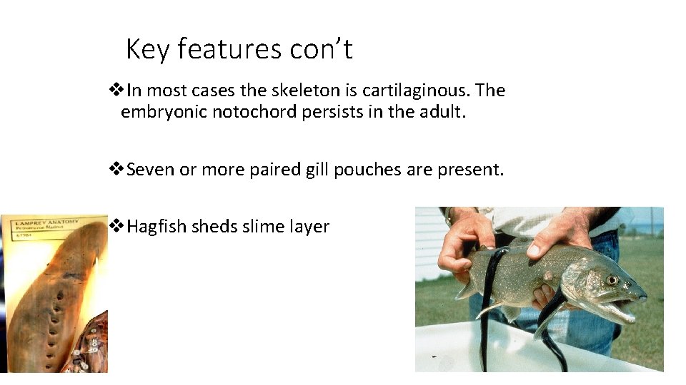 Key features con’t v. In most cases the skeleton is cartilaginous. The embryonic notochord