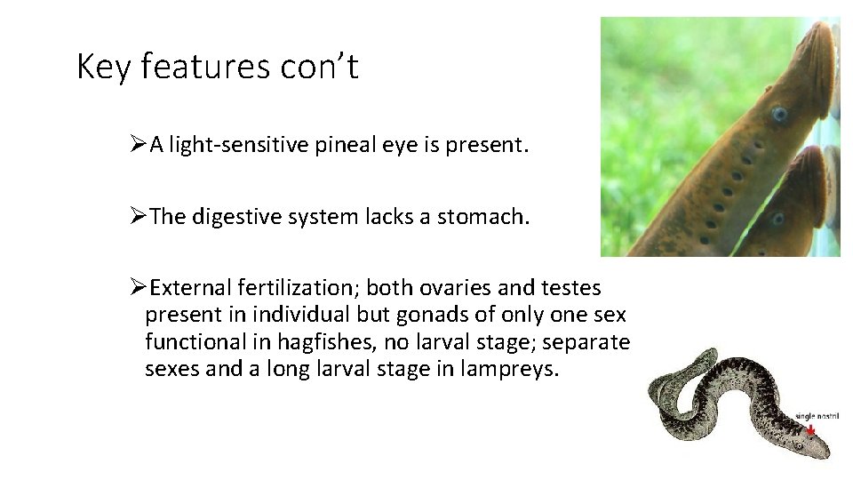 Key features con’t ØA light-sensitive pineal eye is present. ØThe digestive system lacks a