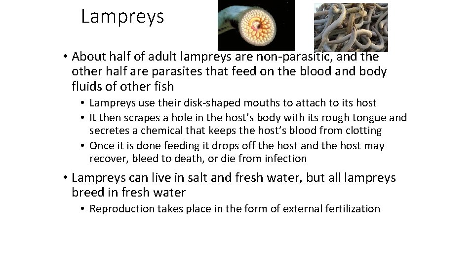Lampreys • About half of adult lampreys are non-parasitic, and the other half are
