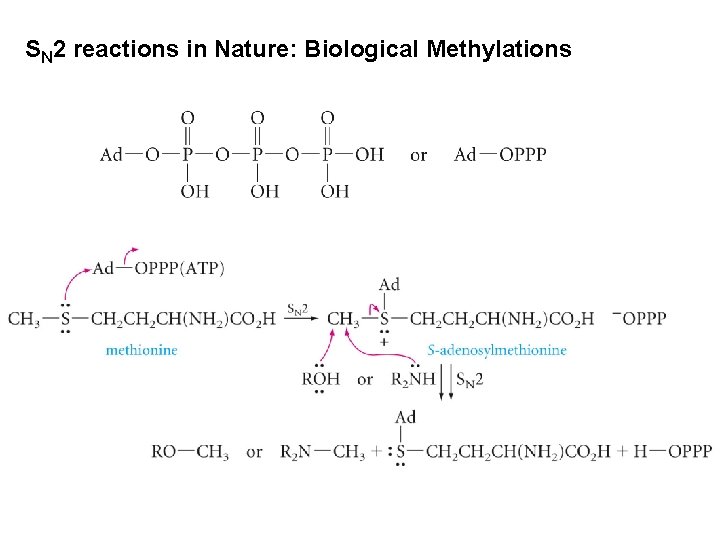 SN 2 reactions in Nature: Biological Methylations 