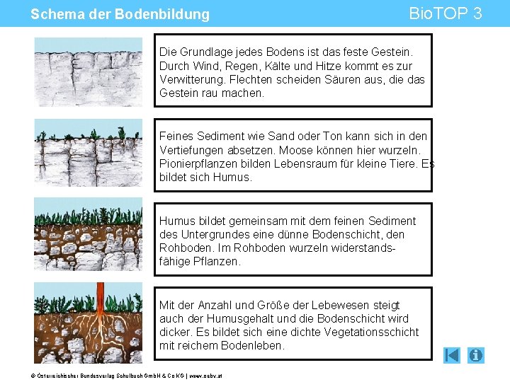 Schema der Bodenbildung Bio. TOP 3 Die Grundlage jedes Bodens ist das feste Gestein.