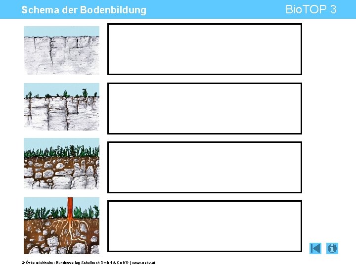 Schema der Bodenbildung © Österreichischer Bundesverlag Schulbuch Gmb. H & Co KG | www.