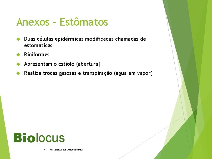 Anexos - Estômatos Duas células epidérmicas modificadas chamadas de estomáticas Riniformes Apresentam o ostíolo