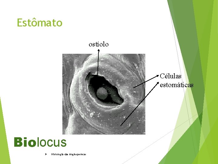 Estômato ostíolo Células estomáticas Biolocus Ø Histologia das Angiospermas 