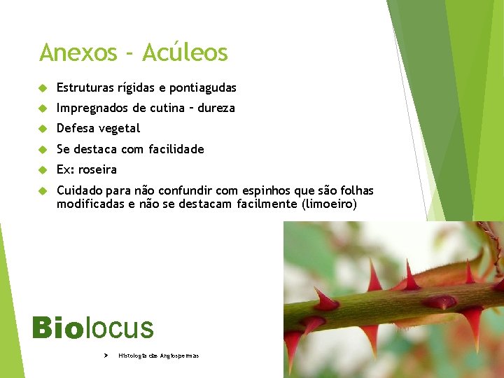 Anexos - Acúleos Estruturas rígidas e pontiagudas Impregnados de cutina – dureza Defesa vegetal