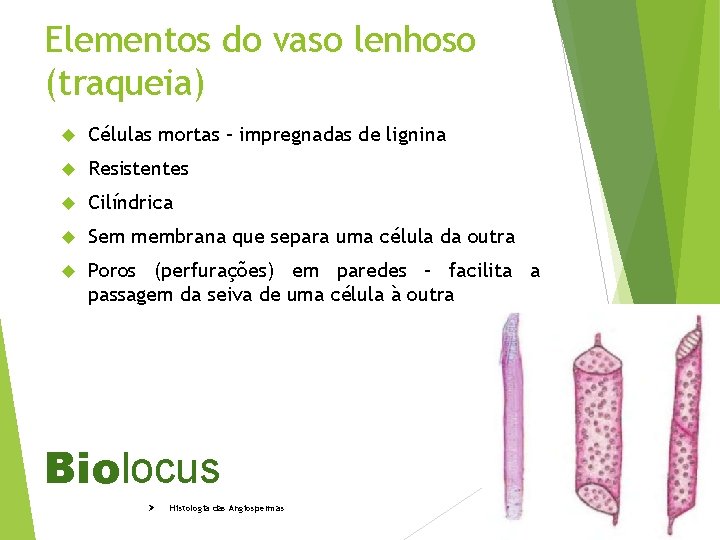 Elementos do vaso lenhoso (traqueia) Células mortas – impregnadas de lignina Resistentes Cilíndrica Sem