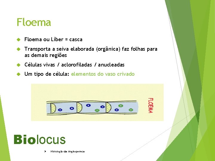 Floema ou Líber = casca Transporta a seiva elaborada (orgânica) faz folhas para as