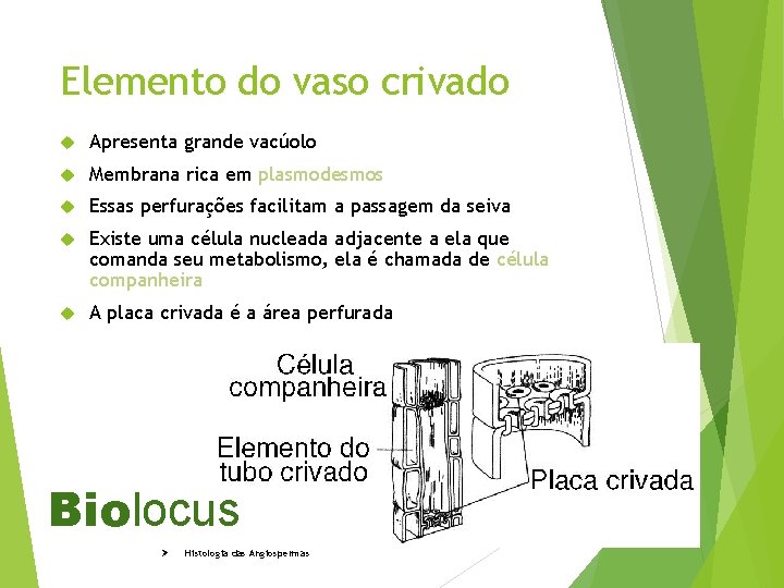 Elemento do vaso crivado Apresenta grande vacúolo Membrana rica em plasmodesmos Essas perfurações facilitam