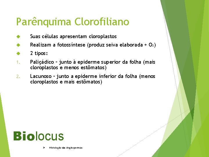 Parênquima Clorofiliano Suas células apresentam cloroplastos Realizam a fotossíntese (produz seiva elaborada + O