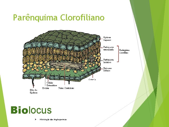 Parênquima Clorofiliano Biolocus Ø Histologia das Angiospermas 