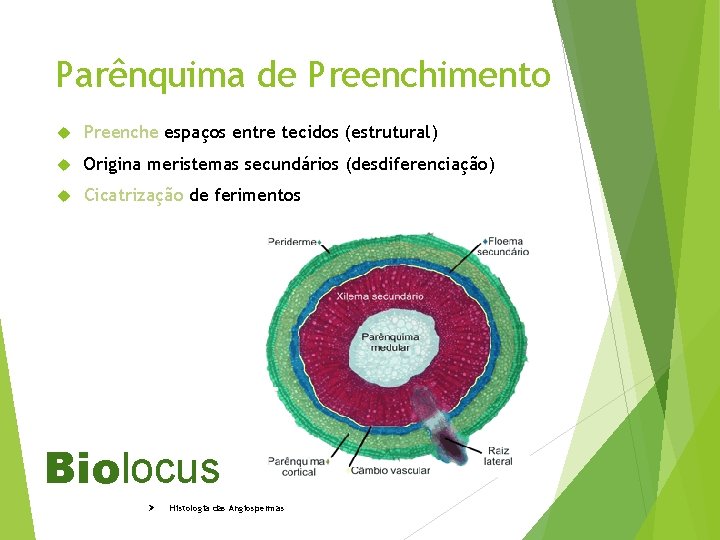 Parênquima de Preenchimento Preenche espaços entre tecidos (estrutural) Origina meristemas secundários (desdiferenciação) Cicatrização de