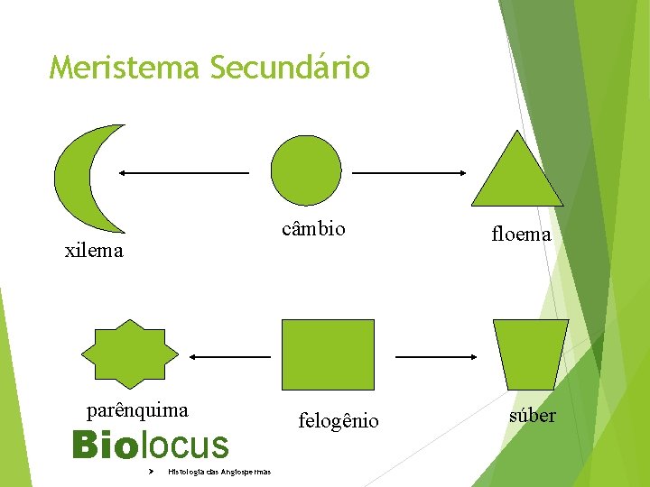 Meristema Secundário câmbio xilema parênquima Biolocus Ø Histologia das Angiospermas felogênio floema súber 