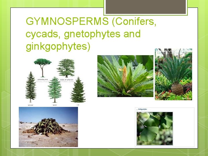 GYMNOSPERMS (Conifers, cycads, gnetophytes and ginkgophytes) 